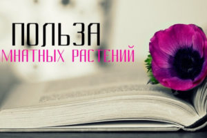 Драцена: уход и размножение